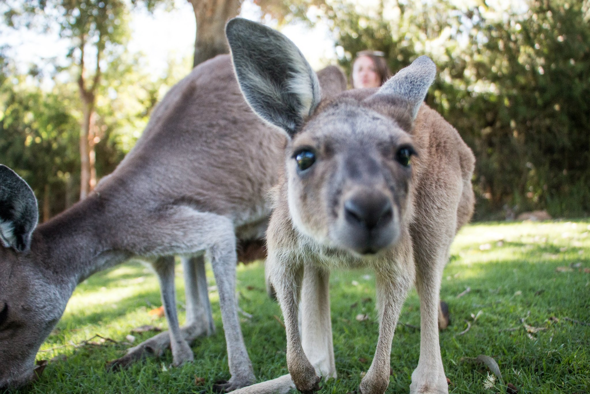 kangaroo